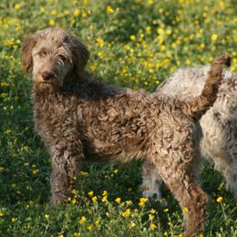Alonzo - Red merle Aussiedoodle puppy in Four Oaks, North Carolina from RoseWest Farms