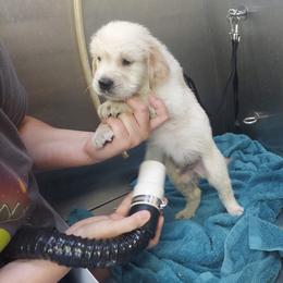 Golden Retriever Puppies from Danielle Kemper