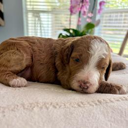 Reef - Red  male Goldendoodle puppy in Brooksville, Florida from Abby’s Standard Goldendoodles