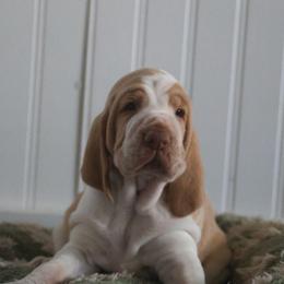 Skittles - White and orange female Bracco Italiano puppy in New Mexico from HighBrassGunDogs
