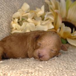 Ember- Female- AKC Mini Poodle- Stokesdale, NC - Red  female Poodle puppy in Stokesdale, North Carolina from His and Hers Poodles and Doodles