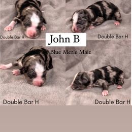 Pembroke Welsh Corgi and Toy Australian Shepherd Puppies from Double Bar H Corgis & Aussies