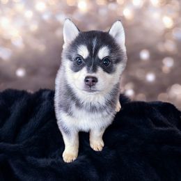 Dasher - Pomsky puppy from Periwinkle Pomskies