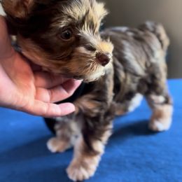 Chocolate and tan with white - Chocolate, tan and white male Yorkshire Terrier puppy in Des Moines, Iowa from Diamond Yorkshire Terriers