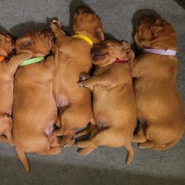 Golden Retriever Puppies from Cedar Life Goldens