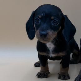 Gift - Black and tan female Dachshund puppy in Porterville, California from Desert Dynasty
