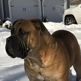 Boerboels from Revelation Boerboels