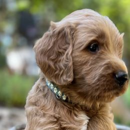 Light Blue Boy - Apricot Goldendoodle puppy in Pioneer, California from Poppy’s Precious Goldendoodles