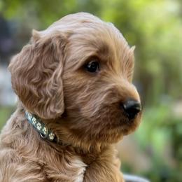 Light Blue Boy - Apricot Goldendoodle puppy in Pioneer, California from Poppy’s Precious Goldendoodles