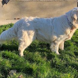 Golden Retriever Puppies from West Coast Cream Goldens