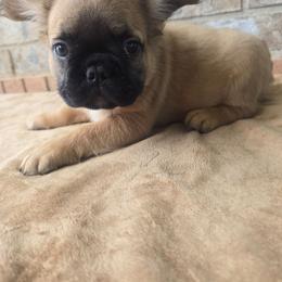 Tater - Fawn male French Bulldog puppy in West Haven, Utah from Doxie Trails LLC
