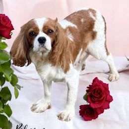Blossom - Cavalier King Charles Spaniel