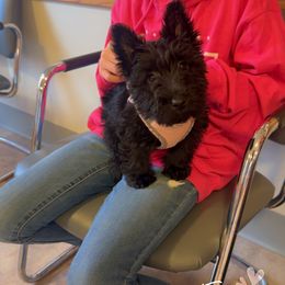 Hazel - Black female Scottish Terrier puppy in Mancelona, Michigan from Stefany Farm of Happiness