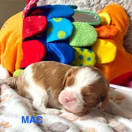 Mac - Blenheim male Cavalier King Charles Spaniel puppy in Bluffton, South Carolina from Fiddlers Green Cavaliers
