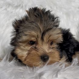 Penny - Black and gold female Yorkshire Terrier puppy in Las Vegas, Nevada from Yorkiepupsntcups