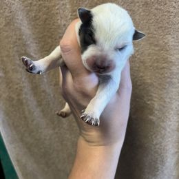 Tardi - Blue speckled female Australian Cattle Dog puppy in Ellensburg, Washington from Boondock Bandits