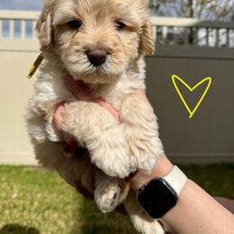 Ferdinand The Bull - Yellow Boy 1 - Yellow and white male Bernedoodle puppy in South Jordan, Utah from Ellas.Pups (Bernedoodles & Cavapoos)