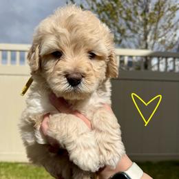Ferdinand The Bull - Yellow Boy 1 - Yellow and white male Bernedoodle puppy in South Jordan, Utah from Ellas.Pups (Bernedoodles & Cavapoos)