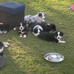 Australian Shepherd Puppies from Lil Klimuk's Australian Shepherds