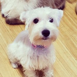 Ruby - Miniature Schnauzer