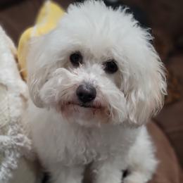 Zoe - Poodle