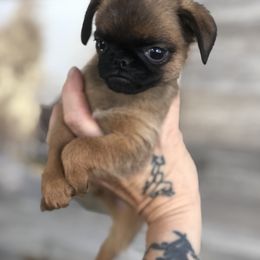 Brussels Griffon and Pug Puppies from South Ridge Brussels Griffons