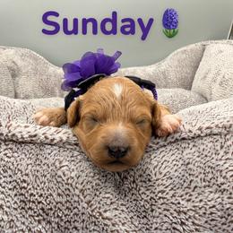Sunday - Purple Collar - Apricot female Goldendoodle puppy in Cape Coral, Florida from Nay Nays Mini Doodles