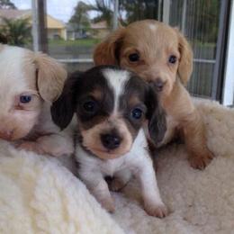 Dachshund Puppies from Meldox