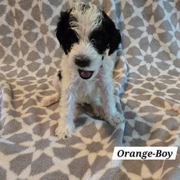 Orange - Black and white male Bernedoodle puppy in Columbia, Illinois from Hillcastle Breeders