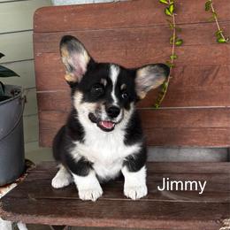 Jimmy - Black and tan male Pembroke Welsh Corgi puppy in Creston, Iowa from GSF Pembroke Welsh Corgis