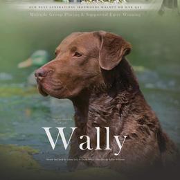 Wally - Chesapeake Bay Retriever