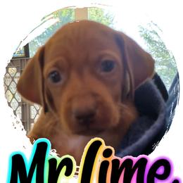 Mr. Blue - Golden rust male Vizsla puppy in Turtle Lake, Wisconsin from Laurie's Vizslas