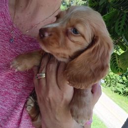 Milly - Red female Dachshund puppy in Uhrichsville, Ohio from Stillwater Dachshunds