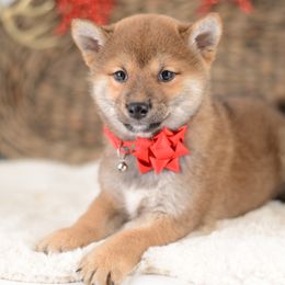Maki ❤️ Red Girl - Red female Shiba Inu puppy in Neosho, Missouri from Sunny Terrace Shibas
