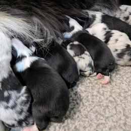 Girl 3 - Blue merle female Australian Shepherd puppy in Kittanning, Pennsylvania from Shadomoon