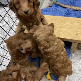 Goldendoodle Puppies from Coal Country Doodles