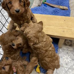 Goldendoodle Puppies from Coal Country Doodles