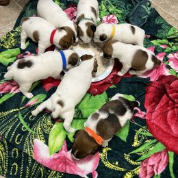 Border Terrier and Jack Russell Terrier Puppies from Cedar Run Kennels