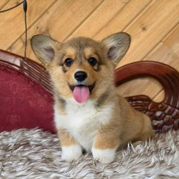 Caramel - Sable male Pembroke Welsh Corgi puppy in Washington from Castle View Royal Rumps