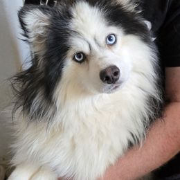 Juniper - Pomsky