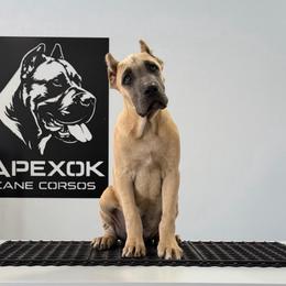 Male 1 - Gray and fawn male Cane Corso puppy in Cashion, Oklahoma from APEXOK Cane Corsos