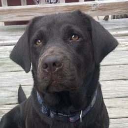 Sugar - Labrador Retriever