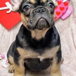 French Bulldog Puppies from Priscilla's Frenchies