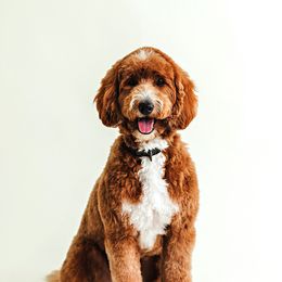 Macie - Goldendoodle