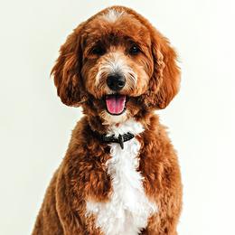 Macie - Goldendoodle
