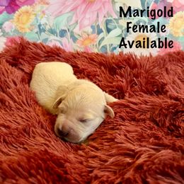 Marigold - Light golden Golden Retriever puppy in Plymouth, Massachusetts from Mayflower Goldens