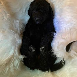 Bernedoodle and Labradoodle Puppies from Doodletown