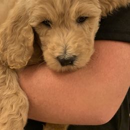 Goldendoodle Puppies from Cooley Doodles