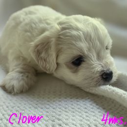 Sunny - White female Maltipoo puppy in Bremerton, Washington from Missy's Little Garden