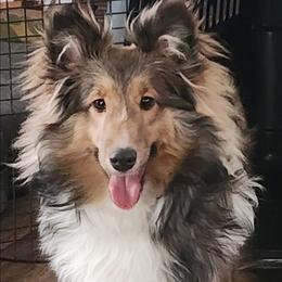 Sandy - Sable and white female Shetland Sheepdog puppy in Weedsport, New York from M&M Shelties and Smooch-A-Bulls English Bulldogs